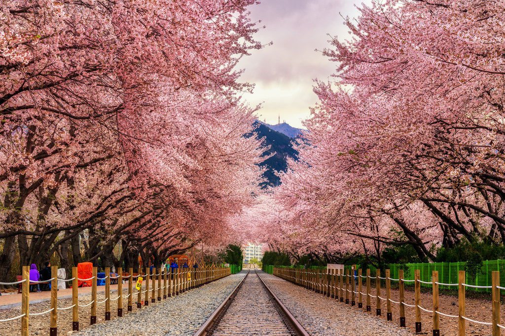 5 Tempat Terbaik untuk Melihat Sakura  Selain di  Jepang 