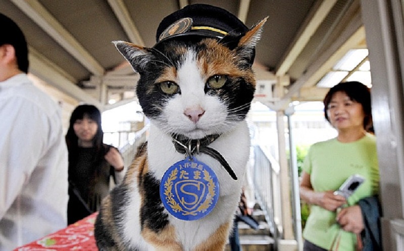Nitama Kucing Imut Jadi Kepala Stasiun di Jepang