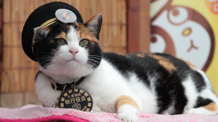 Nitama kucing imut kepala stasiun di jepang