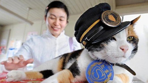 nitama kucing kepala stasiun