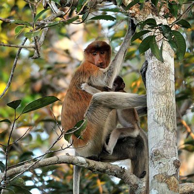 Sebelum Berlibur Ke Kalimantan Tengah, Cari Tiket Pesawat Dulu Di Misteraladin.Com Sebelum Berlibur Ke Kalimantan Tengah, Cari Tiket Pesawat Dulu Di Misteraladin.Com