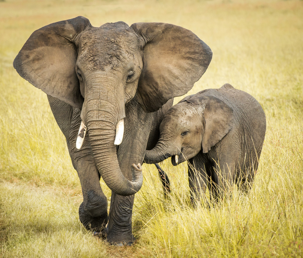 Tertarik Wisata Naik Gajah? 5 Alasan Ini Bakal Bikin Kamu Berpikir ...