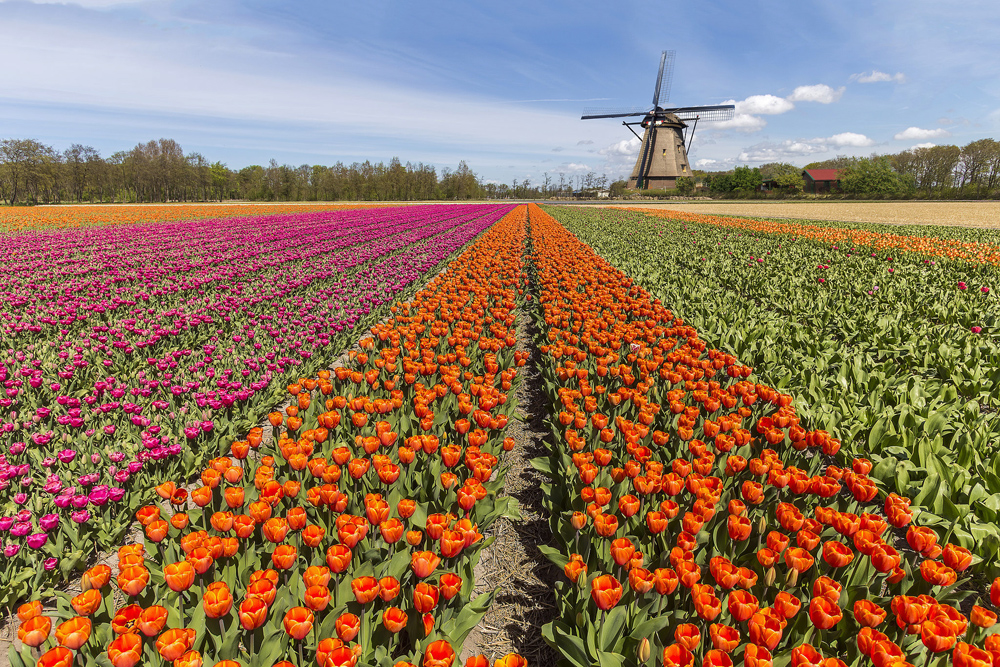 6 Tempat Tercantik Di Belanda Buat Liat Bunga Tulip Selain Keukenhof ...