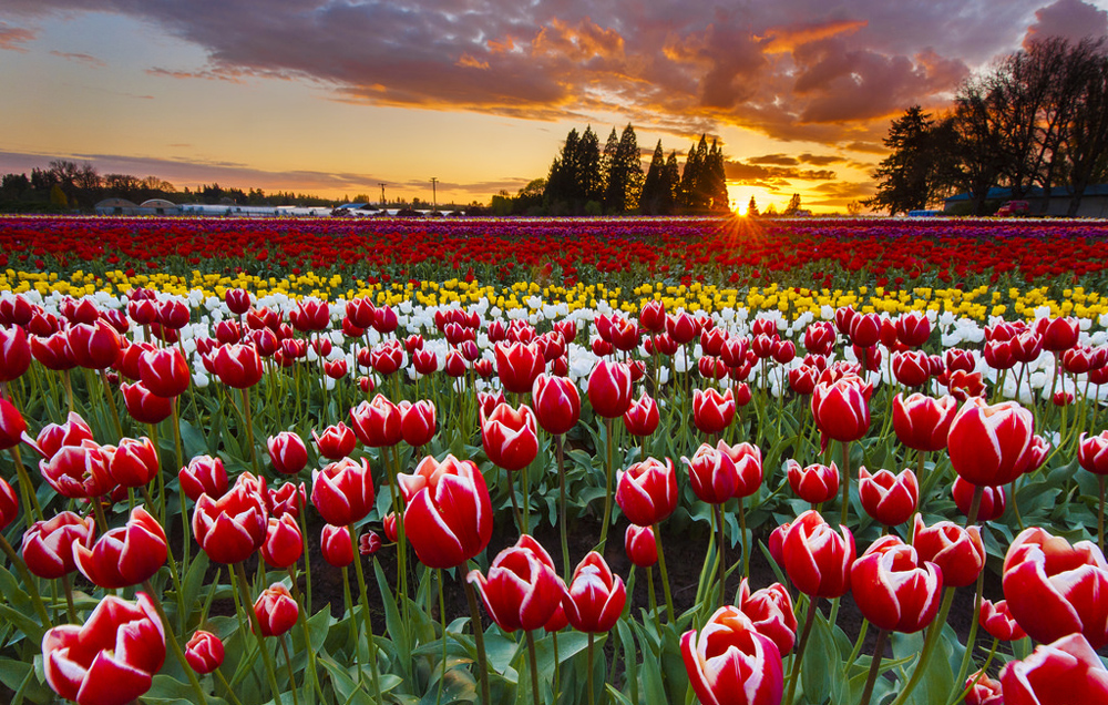 6 Tempat Tercantik Di Belanda Buat Liat Bunga Tulip Selain Keukenhof Mister Aladin Travel Discoveries