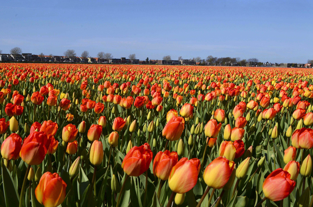 6 Tempat Tercantik di Belanda buat Liat Bunga Tulip Selain 