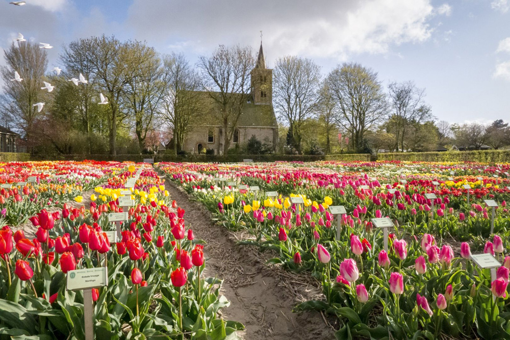6 Tempat Tercantik Di Belanda Buat Liat Bunga Tulip Selain Keukenhof Mister Aladin Travel Discoveries