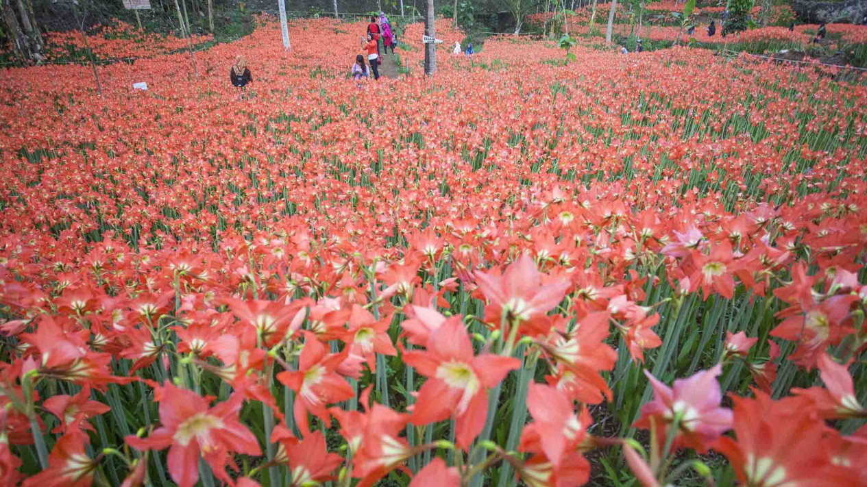Indahnya Bunga  bunga  Cantik di 8 Taman  Bunga  Indonesia 