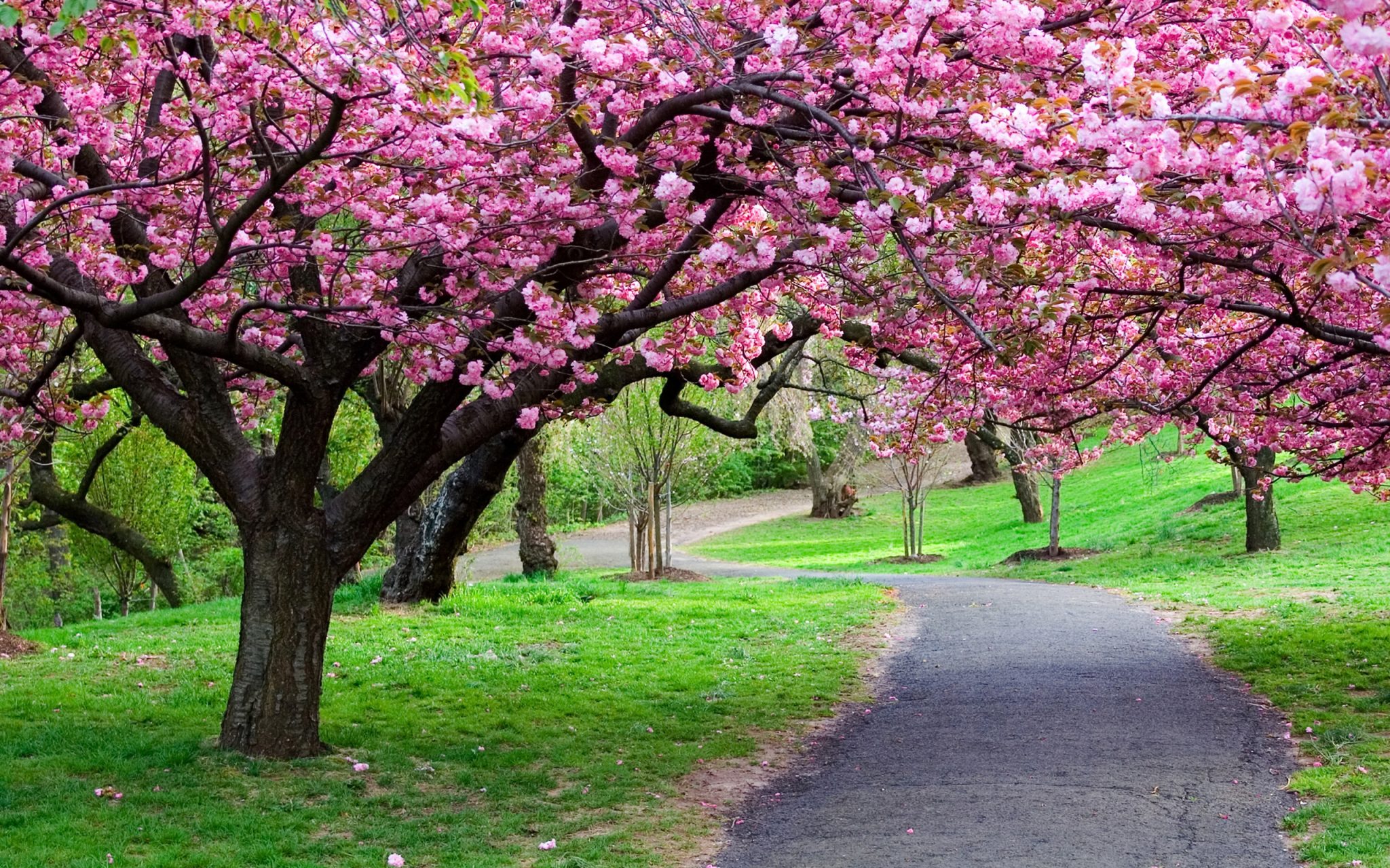 8 Taman Bunga Indonesia Yang Tak Kalah Cantik Dari Taman