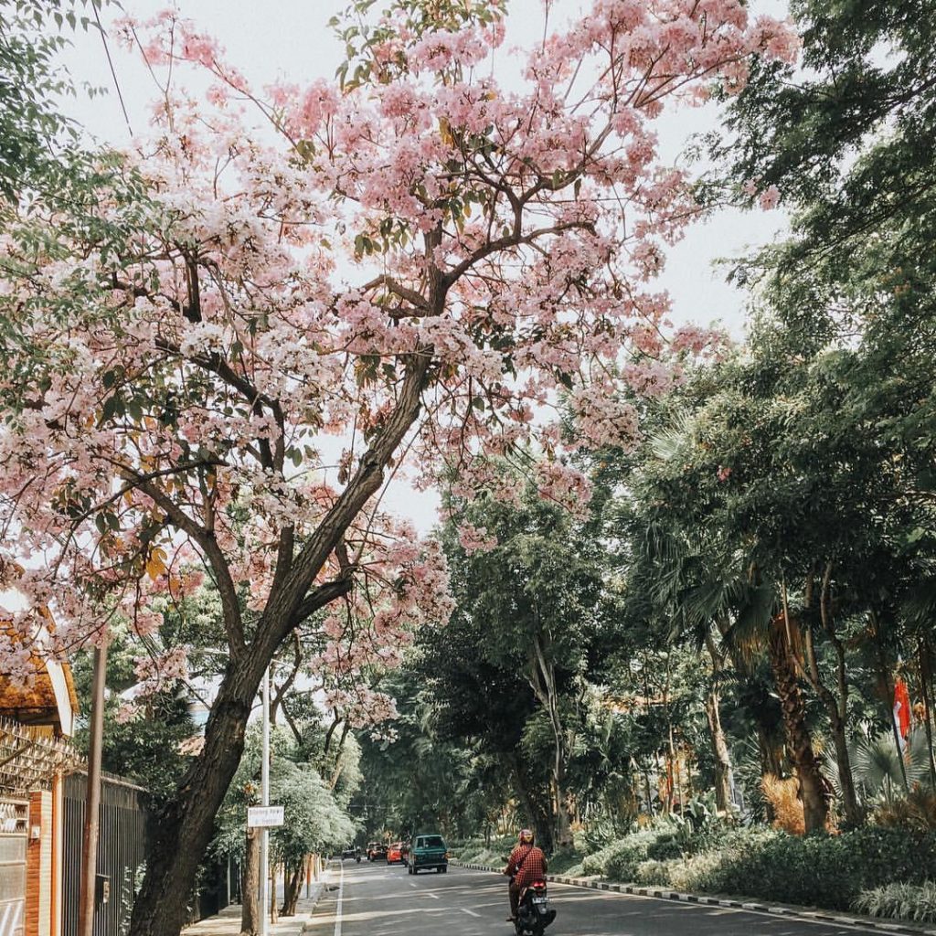 Mekarnya Bunga Tabebuya Buat Surabaya Mirip Tokyo! - Inspirasi ...